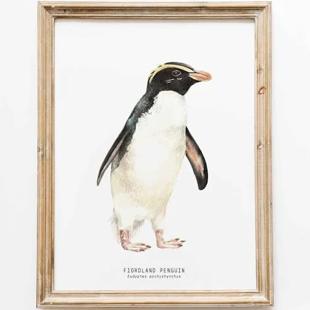 Fiordland Penguin fine art print | beach coastal ocean poster gift | nature wall set | penguins home nursery décor | Eudyptes pachyrhynchus