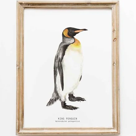 King Penguin fine art print | bird lover gifts | penguins nature wall art | living room, nursery home décor prints | Aptenodytes patagonicus