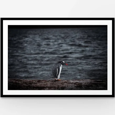 Penguin Animal Wildlife Wall Art Print | Patagonia Landscape