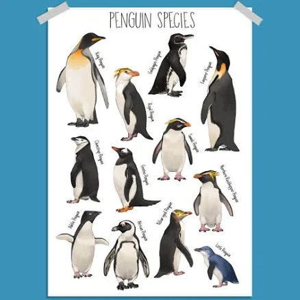 Penguin Species Identification Chart: World Bird Illustration Art Print