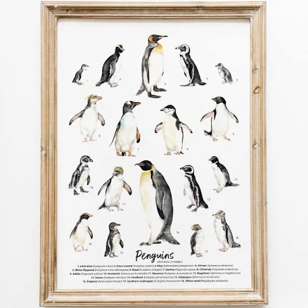 Penguin species, types art print | Ocean, beach living, nursery, kids room | Homeschool poster | Classroom décor | Penguins watercolor gift