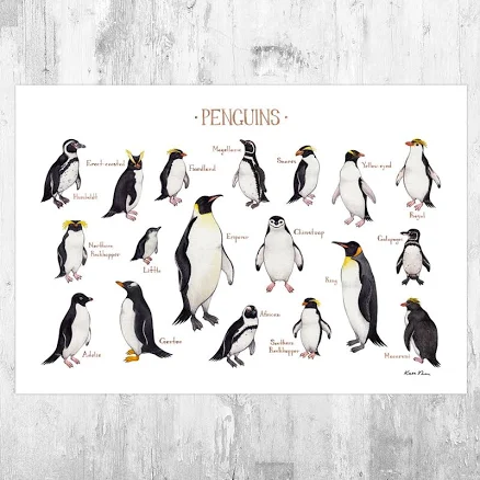 Penguins of the World Field Guide Art Print / Watercolor Bird Poster