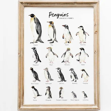 Penguins species watercolor art print | Ocean, beach poster wall art | Nursery, kids, living room décor | penguin types | bird lover gift