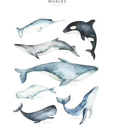 Prints Whales Poster