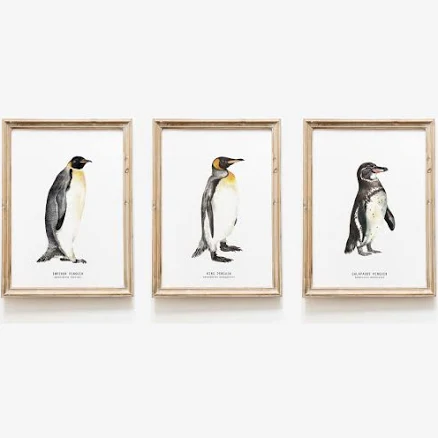 Set of 3 watercolor penguins | penguin species prints | living room, nursery animal, home wall décor | ocean beach house wall art | gift set