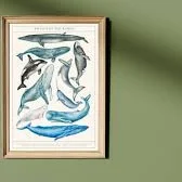 Whales of the World Watercolour Print, Types of Whale Wall Art, Blue Cetaceans Natural History Poster, Sea Species Scientific Illustration