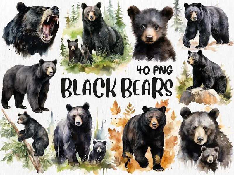 Watercolor Black Bear Clipart: 40 PNG Images (Digital Download)
