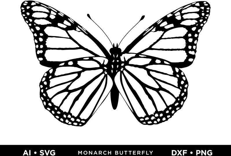 Monarch Butterfly