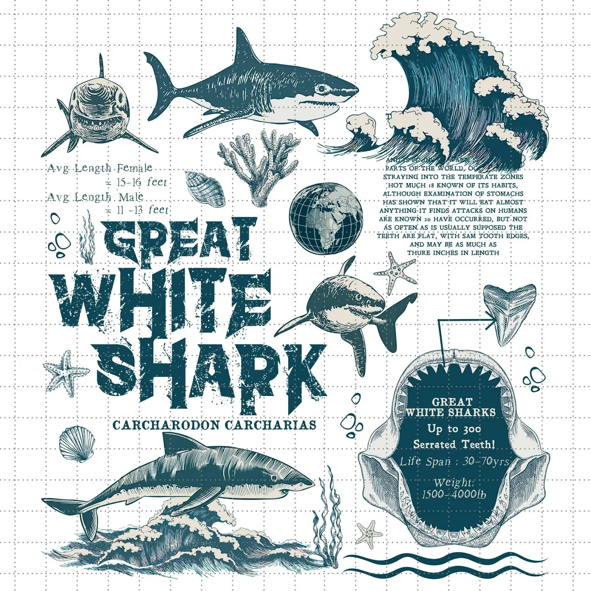 Vintage Great White Shark T-shirt Png, Sea Animal Lover Gift , Marine & Wildlife Anatomy Biology Png, Retro White Shark, Ocean Conservation