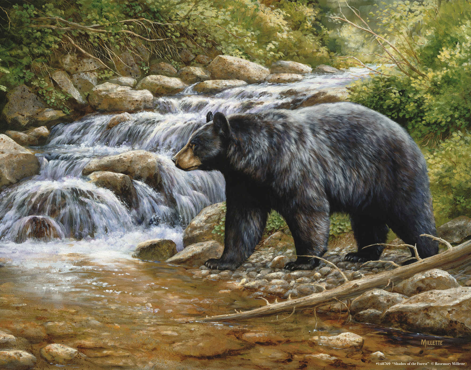 Shadow of The Forest Black Bear Art Prints