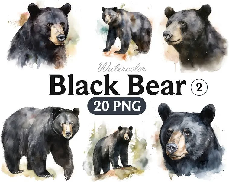 Black Bear Watercolor Clipart: Animal Graphics (20 PNG) (Digital Download)