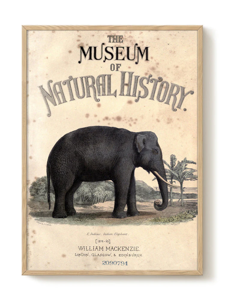 Vintage Elephant Natural History Art Print
