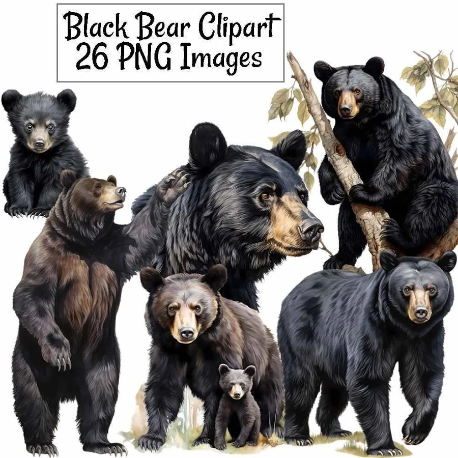 Black Bear Clipart Watercolor Digital Downloads American Black Bear Forest Wildlife Woodland Animal Transparent background